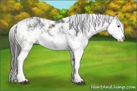 Horse Color:Liver Chestnut Sabino 