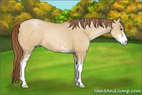 Horse Color:Bay Pearl Dun Sabino 
