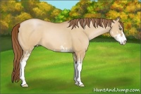 Horse Color:Bay Pearl Dun Sabino