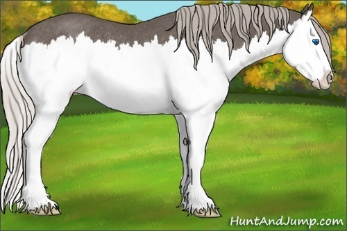 Horse Color:Silver Black Sabino Splash Rabicano 