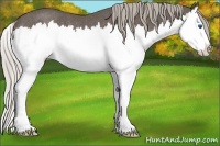 Horse Color:Silver Black Sabino Splash Rabicano 