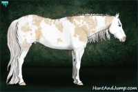 Horse Color:White Spotted Silver Bay Ice Dun Sabino Splash 