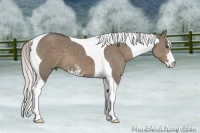 Horse Color:Silver Grullo Sabino Tobiano 