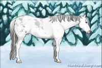 Horse Color:Liver Chestnut Sabino Splash