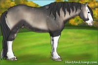 Horse Color:Blue Onyx Splash Rabicano