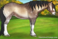 Horse Color:Bay Onyx 