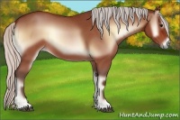 Horse Color:Silver Bay Roan Onyx