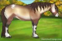 Horse Color:Buckskin Onyx Varnish 