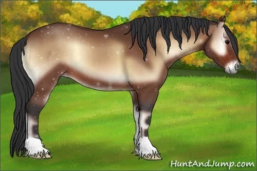 Horse Color:Bay Onyx 