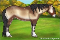 Horse Color:Bay Onyx