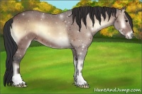 Horse Color:Bay Onyx 