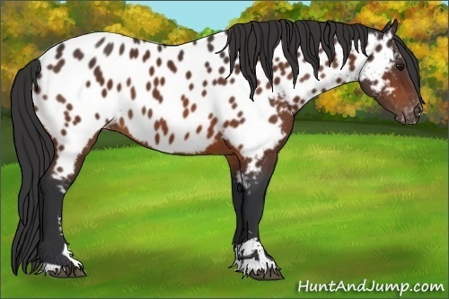 Horse Color:Bay Sabino Near Leopard