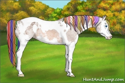 Horse Color:Painted Bay Ice Splash Tobiano Appaloosa 