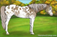 Horse Color:White Spotted Silver Bay Dun Appaloosa Rabicano