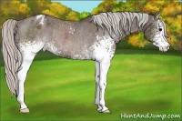 Horse Color:White Spotted Silver Brown Appaloosa Rabicano
