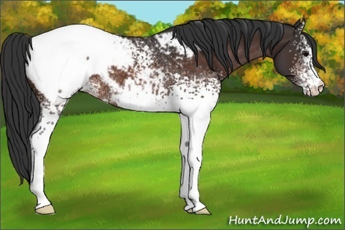 Horse Color:White Spotted Bay Appaloosa Rabicano 