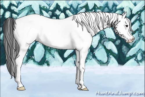 Horse Color:White Spotted Brown