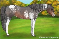 Horse Color:White Spotted Brown Appaloosa 