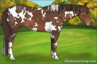 Horse Color:White Spotted Liver Chestnut 