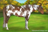 Horse Color:White Spotted Liver Chestnut 
