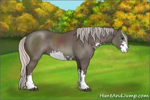 Horse Color:Silver Black Sabino Rabicano 