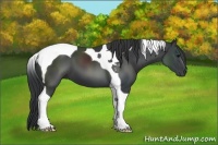 Horse Color:Black Tobiano 