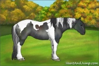 Horse Color:Black Tobiano Rabicano