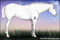 Horse Color:Silver Perlino Dun Appaloosa