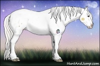 Horse Color:Silver Buckskin Tobiano Appaloosa
