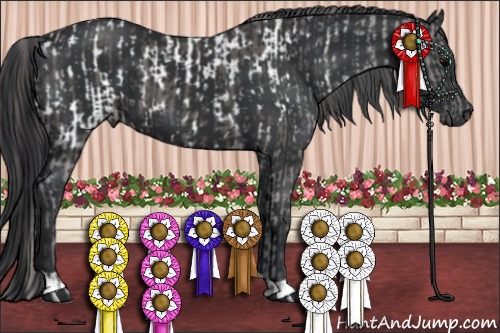 Horse Color:Grullo Appaloosa and Black