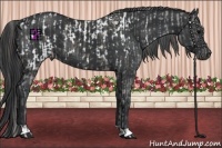 Horse Color:Grullo Appaloosa  and Black 