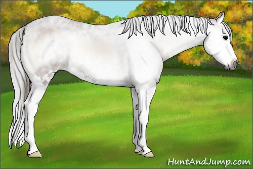 Horse Color:Gray Brown Onyx Splash 