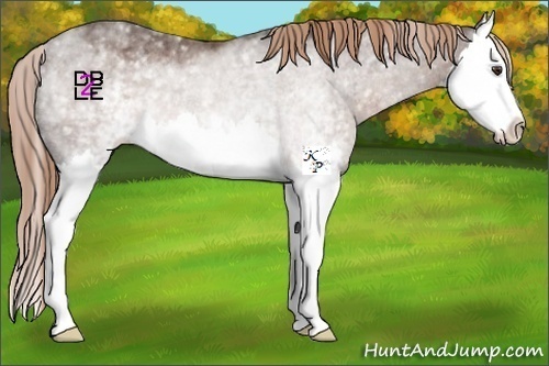 Horse Color:White Spotted Liver Chestnut Splash Rabicano