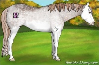 Horse Color:White Spotted Liver Chestnut Splash Rabicano 