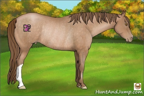 Horse Color:Bay Pearl Rabicano