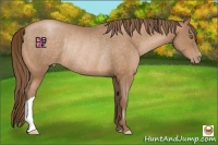 Horse Color:Bay Pearl Rabicano 