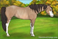 Horse Color:Amber Champagne Sabino Rabicano 