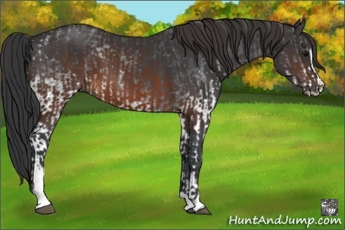 Horse Color:White Spotted Black and Brown Sabino