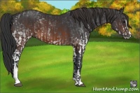 Horse Color:White Spotted Black and Brown Sabino