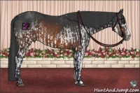 Horse Color:White Spotted Black Rabicano  and Brown Sabino 