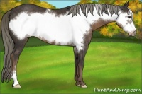Horse Color:Liver Chestnut Frame 