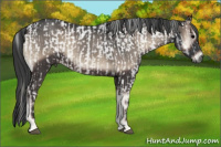 Horse Color:Gray Blue Onyx Appaloosa and Blue Onyx