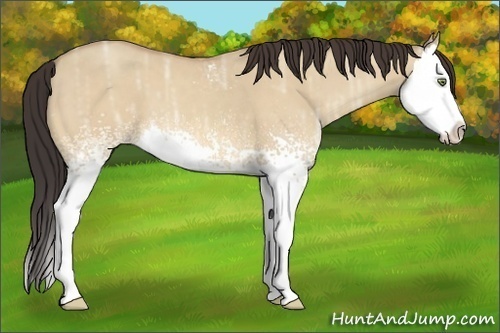 Horse Color:White Spotted Amber Champagne Ice Dun Splash 
