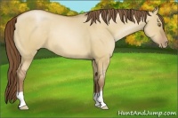 Horse Color:Bay Pearl Dun