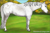 Horse Color:Gray Blue Onyx Sabino Appaloosa 