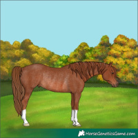 Horse Color:Chestnut Rabicano 