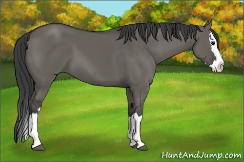 Horse Color:Grullo Sabino Splash