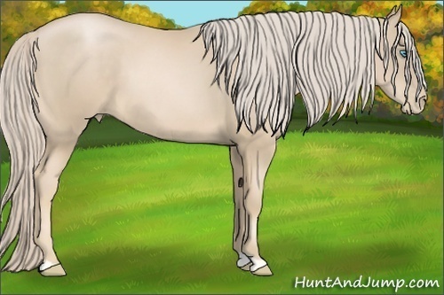 Horse Color:Palomino Pearl 