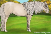 Horse Color:Palomino Pearl