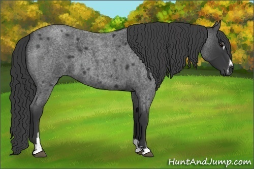 Horse Color:Blue Roan Sabino 